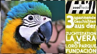 LORO PARQUE Stiftung: Pflegeeltern, Kinderaugen & 5 Geschwister ? | zoos.media