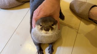 カワウソとスリッパが融合した生物とジェンガした？ 笑 otter and a slipper are fused into one.