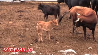 Formiche Alto (Teruel) GanaderÍa El Portero. Videos Taurinos [EL BOU NOSTRE AMIC]