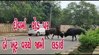 દીવમાં રખડું પશુઓ બન્યા માથાના દૂ:ખાવા રોડ પર બે ખૂંટ વચ્ચે જામી લડાઈ