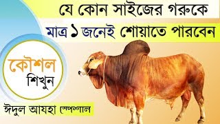 গরুকে মাটিতে শোয়ানোর সহজ পদ্ধতি। How to drop a cow easy way