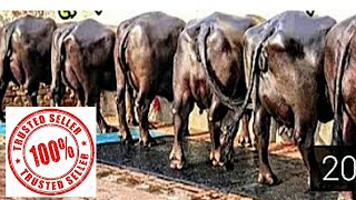 NDRI Murrah Buffalo breed at reasonable price @9416703366