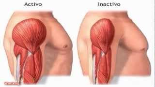 Contracción muscular, Biomecánica.  HD