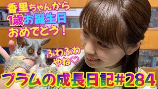 Bushbaby Plum's Growth Diary ショウガラゴ プラムの成長日記 #284