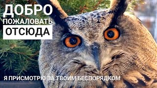Сова Ёль остаётся дома за старшего, сыч Лучик - за страшного, кот Мурлок соблюдает нейтралитет