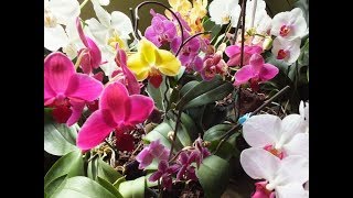 #Phalaenopsis#орхидеи ОРХИДЕЯ Фаленопсис Phalaenopsis МОЯ КРАСОТА