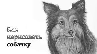 Как нарисовать СОБАКУ карандашом How to Draw a DOG | Art School