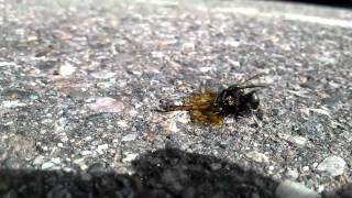 Dragonfly vs. white faced hornet.