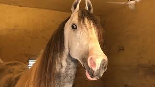 Excited Marwari stallion Whinny sound