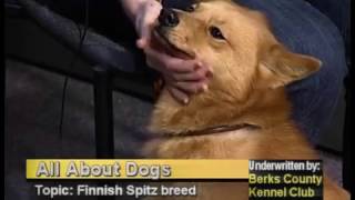 Finnish Spitz and Keeshond breeds.   11-1-16