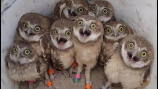 Owl   A Funny Owls Прикольные совы