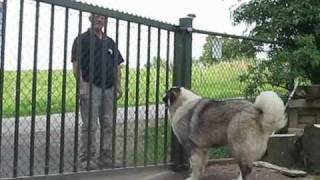 Caucasian shepherd defending