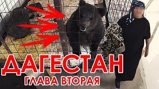 Один в ДАГЕСТАН . МЕДВЕДЬ НА ЗАПРАВКЕ ! Село Хунзах Дубки Часть 2