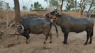 very beautiful buffalo meeting try