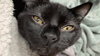 No one wanted this black cat with birth defect. Then this woman gave him a chance.