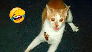 Best Funny Animal Videos 2022 - Funniest Cats And Dogs Videos