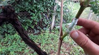 Despre altoirea în verde (viță de vie)