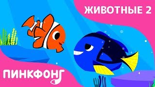 Тропические Рыбы — Рыба-Клоун, Голубой хирург | Песни про Животных | Пинкфонг Песни для Детей