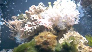 Meerwasseraquarium nach 3 Wochen