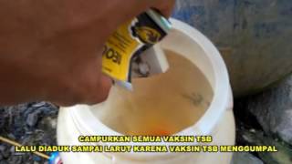 AYAM KAMPUNG SUPER 2017