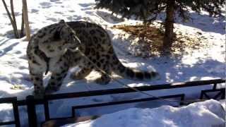 Нанди (ирбис) гуляет 10.03.2013 часть 1