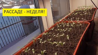 Как поживают мои томаты для опытов? 