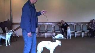 Dog Show Training Class