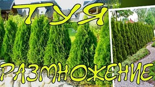 ЧЕРЕНКОВАНИЕ (РАЗМНОЖЕНИЕ) ТУИ/ ЛИЧНЫЙ ОПЫТ/ Домик в селе