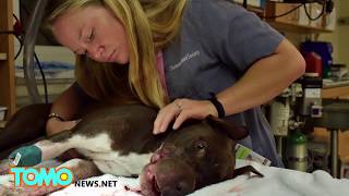 Animal abuse: duct-taped dog could lose large part of her tongue - TomoNews
