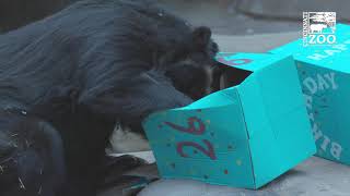 Andean Bear Chester Turns 26 - Cincinnati Zoo