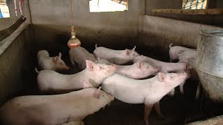 Thực hiện nghị quyết: Huyện Tiên Lãng phát triển trang trại chăn nuôi quy mô lớn
