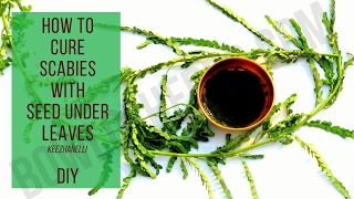 How To Cure Scabies With Keezhanelli – DIY Home Remedy Recipe | Bowl of Herbs