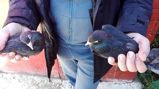 Κιλιου τακλατζιδικα -επιλεκτική εκτροφή γυρίσματος