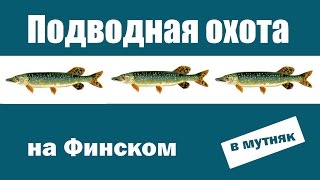 Подводная охота в Финском заливе на щуку весной 2017