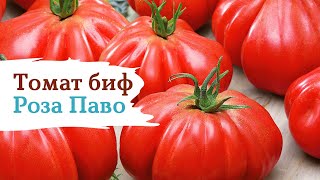 Томат биф Роза Паво