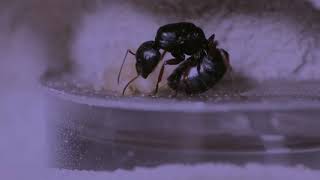 Queen Ant give birth to ant egg.