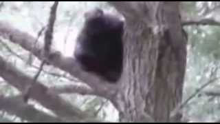 Baby Bigfoot caught on Camera