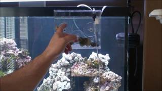 Reef Gently AccliMate Review