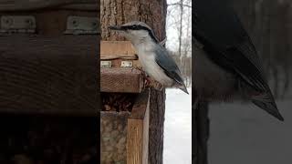 Как поползень ворует орехи / How the nuthatch steals nuts
