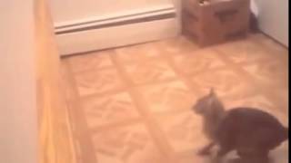 Короткие Лучшие видео и смешные приколы  с животными