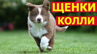 Щенки колли уход,особености воспитания и наказания