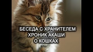Беседа с Хранителем Хроник Акаши. Кошки. Лаборатория Гипноза.