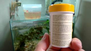Criação de alevinos de peixe espada