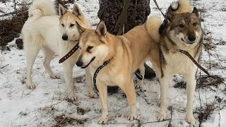 На Калужской выставке с лайками Соловьева Ю.В.