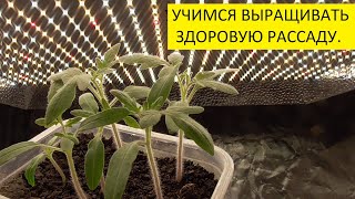 КОГДА НУЖНА РАННЯЯ ПИКИРОВКА РАССАДЫ? 