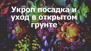 Укроп посадка и уход в открытом грунте