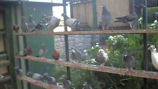 MURAT DOĞANGÜN (ORNİTOLOG) 21 , POSTA GÜVERCİNİ .