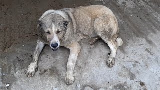 Нашлась после суток пропажи! В ужасном состоянии!