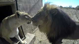 We Don't Want To Breed! | The Lion Whisperer