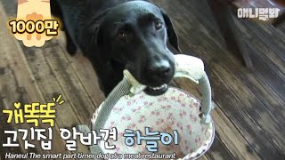 사장님.. 오늘 정산이 안맞는데요?ㅣ7th year working at the meat restaurant..the dog is better than people LOL